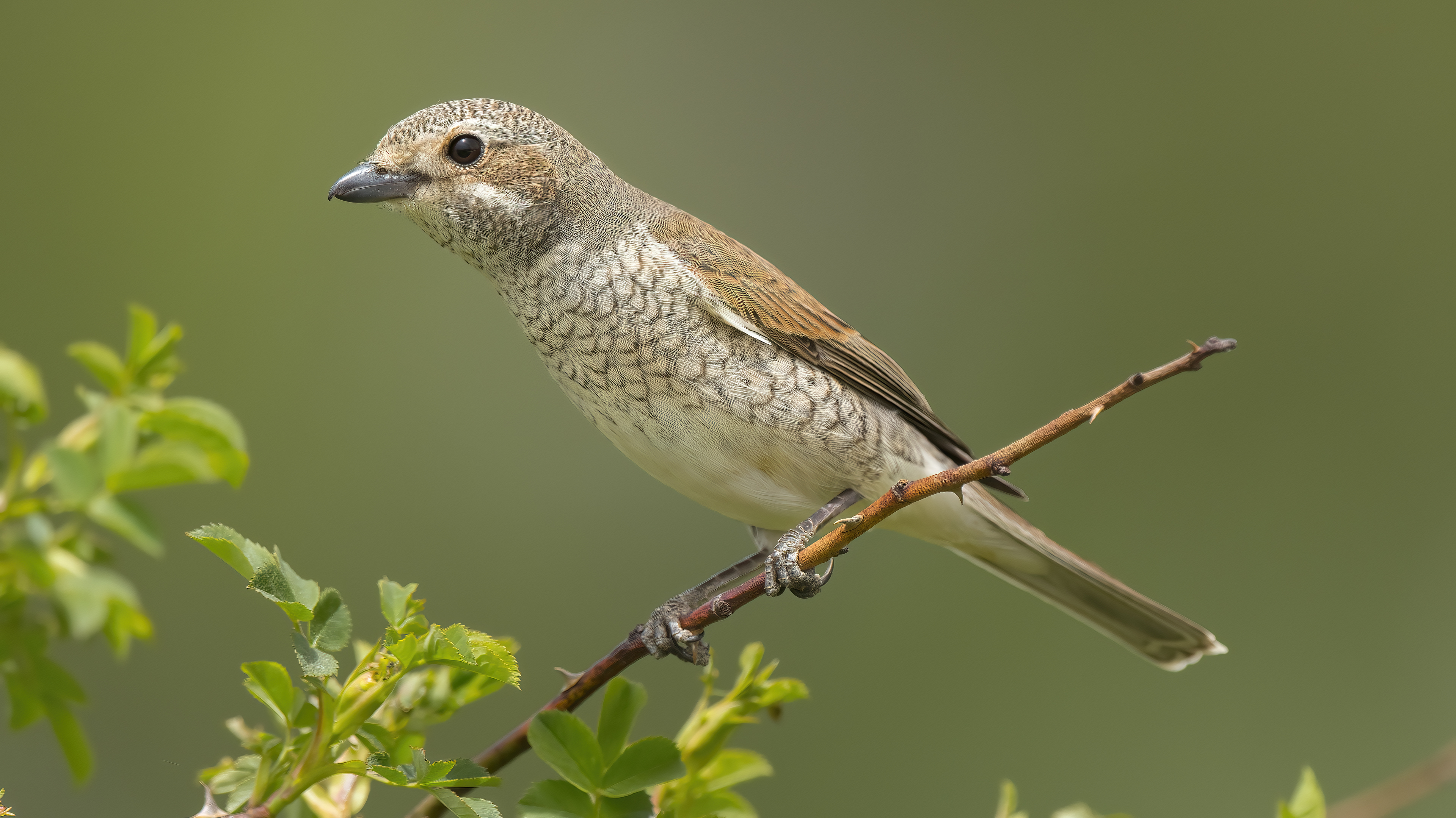 Red-backed Shrike